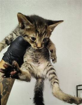 Rescue Domestic Short Hair Cats for Adoption in San Bernardino, California - TAPATIO | PetCurious