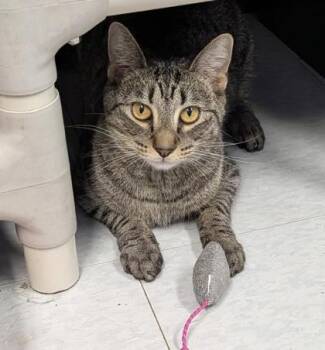 Finch -  Domestic Short Hair Cat for Adoption in Bridgewater, New Jersey - Finch | PetCurious