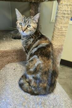 Belle -  Domestic Short Hair Cat for Adoption in Larned, Kansas - Belle | PetCurious