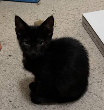 Rescue Domestic Short Hair Cats for Adoption in Andalusia, Pennsylvania - Penelope | PetCurious