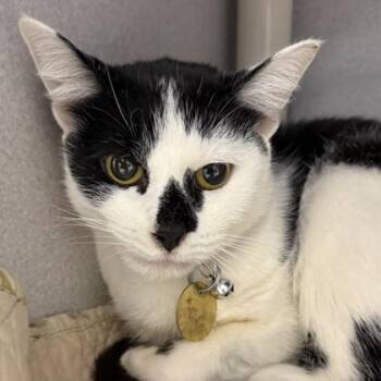 Domestic Short Hair Cats Available for Adoption in Lansing, Michigan - Daphne | PetCurious