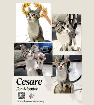 Rescue Domestic Short Hair Cats for Adoption in Miami, Florida - Cesare | PetCurious