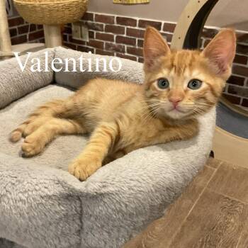 Domestic Short Hair Cats Available for Adoption in San Tan Valley, Arizona - Valentino | PetCurious