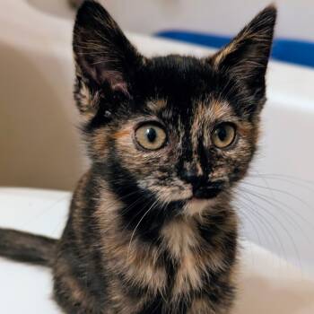 Rescue Domestic Short Hair Cats for Adoption in Nashville, Tennessee - Celsius | PetCurious