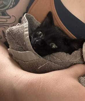 Raine -  Domestic Short Hair Cat for Adoption in Sedalia, Colorado - Raine | PetCurious