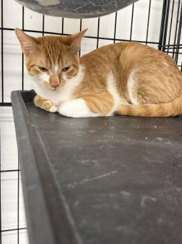 Sunkist -  Domestic Short Hair Cat for Adoption in Scranton, Pennsylvania - Sunkist | PetCurious