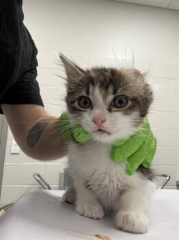MEGATRON -  Domestic Short Hair Cat for Adoption in Indianapolis, Indiana - MEGATRON | PetCurious