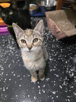 Scarlet Witch -  Domestic Short Hair Cat for Adoption in Lewisburg, Tennessee - Scarlet Witch | PetCurious
