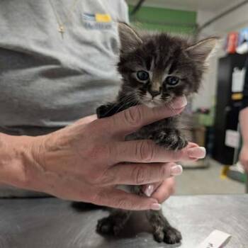 Domestic Short Hair Cats Available for Adoption in Fredericksburg, Virginia - McPickle | PetCurious