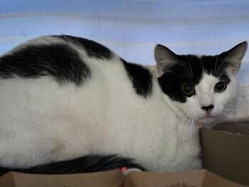Gypsy -  Domestic Short Hair Cat for Adoption - Gypsy | PetCurious