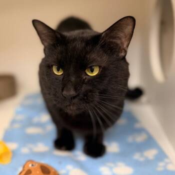 Timber -  Domestic Short Hair Cat for Adoption in Champaign, Illinois - Timber | PetCurious