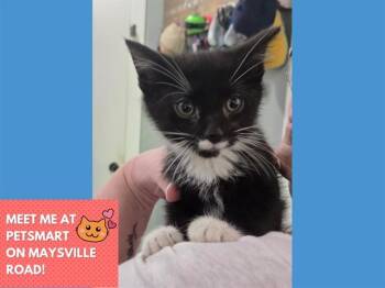YAKKO -  Domestic Short Hair Cat for Adoption in Fort Wayne, Indiana - YAKKO | PetCurious
