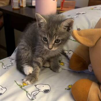 Light -  Domestic Short Hair Cat for Adoption in Binghamton, New York - Light | PetCurious