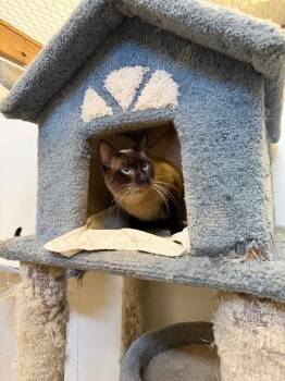 Rescue Siamese Cats for Adoption in Saint James City, Florida - Milo Monkey | PetCurious