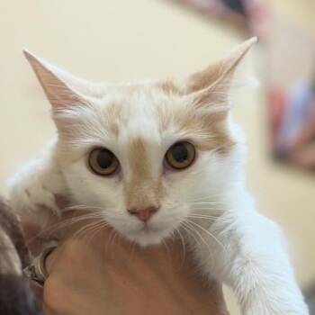 Dreamsicle -  Domestic Short Hair Cat for Adoption in Midland, Texas - Dreamsicle | PetCurious