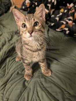 Champ 2 -  Domestic Short Hair Cat for Adoption in Tucson, Arizona - Champ 2 | PetCurious
