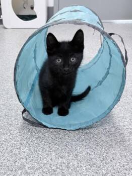 Pancetta -  Domestic Long Hair Cat for Adoption in Orland Hills, Illinois - Pancetta | PetCurious