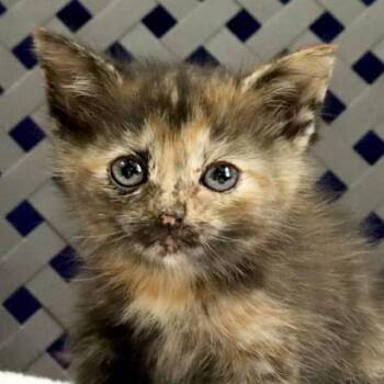 Domestic Short Hair Cats Available for Adoption - Heart | PetCurious