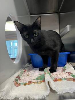 Rescue Domestic Short Hair Cats for Adoption in Pearland, Texas - LEXI | PetCurious
