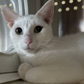 Rescue Domestic Short Hair Cats for Adoption in Denver, Colorado - Pickles Houston | PetCurious