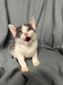 Stop Sign -  Domestic Short Hair Cat for Adoption in North Babylon, New York - Stop Sign | PetCurious