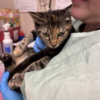 Ketchup -  Domestic Short Hair Cat for Adoption in Tempe, Arizona - Ketchup | PetCurious