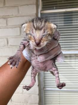 Rescue Domestic Short Hair Cats for Adoption in Dallas, Texas - CUTIE | PetCurious