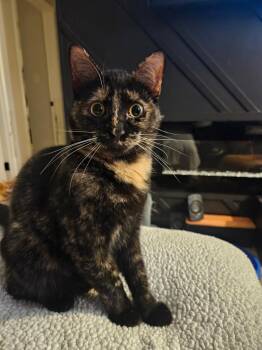 Domestic Short Hair Cats Available for Adoption in Calverton, Maryland - Calliope  | PetCurious