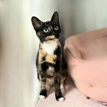 Domestic Short Hair Cats Available for Adoption - Trader | PetCurious