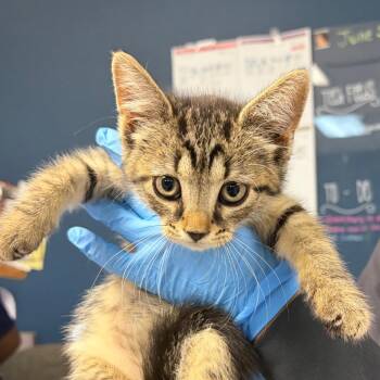 Lacey -  Domestic Short Hair Cat for Adoption in Newark, New Jersey - Lacey | PetCurious