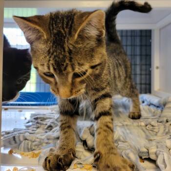 Rescue Domestic Short Hair Cats for Adoption in Ruckersville, Virginia - Croc | PetCurious