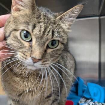 Domestic Short Hair Cats Available for Adoption - Dolly Parton | PetCurious