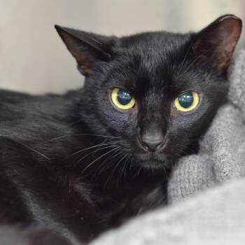 Batterina -  Domestic Short Hair Cat for Adoption in Sanford, Florida - Batterina | PetCurious