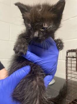 Rescue Domestic Short Hair Cats for Adoption in Knoxville, Tennessee - Porcupine | PetCurious