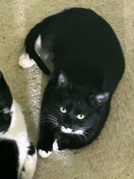 Rescue Domestic Short Hair Cats for Adoption in Baton Rouge, Louisiana - Peep (153706) | PetCurious