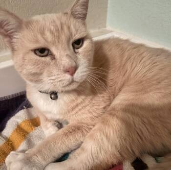 Moochie -  Domestic Short Hair Cat for Adoption in Sonora, California - Moochie | PetCurious