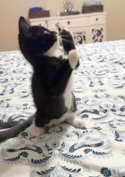 Ollie -  Domestic Short Hair Cat for Adoption in Deltona, Florida - Ollie | PetCurious