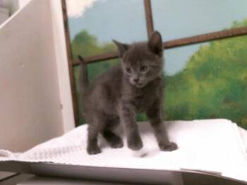 Domestic Short Hair Cats Available for Adoption in Houston, Texas - LENTIL | PetCurious