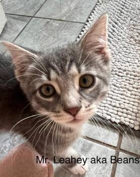 **2026-61A Mr. Lehey - in foster -  Domestic Short Hair Cat for Adoption in Windsor, Connecticut - **2026-61A Mr. Lehey - In Foster | PetCurious