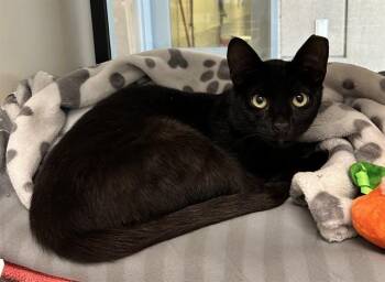 Domestic Short Hair Cats Available for Adoption in San Jose, California - BIRDIE | PetCurious