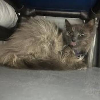 Domestic Long Hair Cats Available for Adoption in Enterprise, Alabama - Luna | PetCurious