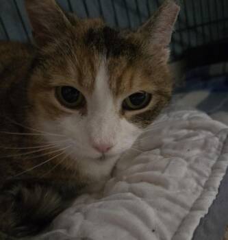 Princess Cloud -  Domestic Short Hair Cat for Adoption in Trenton, New Jersey - Princess Cloud | PetCurious