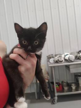 Laureen -  Domestic Medium Hair Cat for Adoption in Kalamazoo, Michigan - Laureen | PetCurious