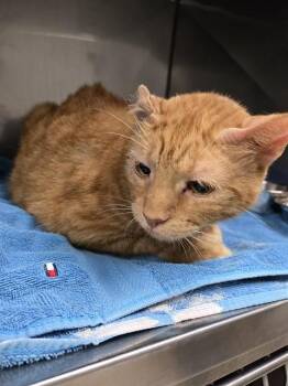 CHEESE PUFF -  Domestic Short Hair Cat for Adoption in Killeen, Texas - CHEESE PUFF | PetCurious