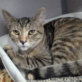Cozy -  Domestic Short Hair Cat for Adoption in Evansville, Indiana - Cozy | PetCurious