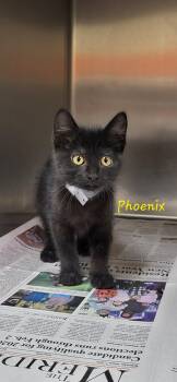 Phoenix -  Domestic Short Hair Cat for Adoption in Marion, Mississippi - Phoenix | PetCurious