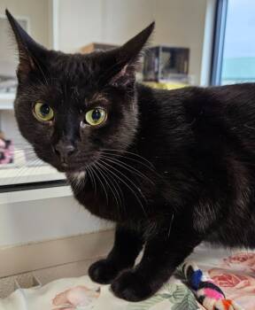 Rescue Domestic Short Hair Cats for Adoption in Fremont, Ohio - Habanero | PetCurious