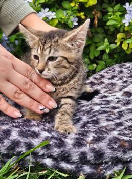 Rescue Domestic Short Hair Cats for Adoption in Brooksville, Florida - Olive | PetCurious