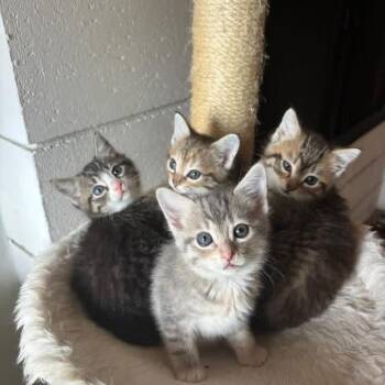 Wonder -  Domestic Short Hair Cat Available for Adoption in Tustin, California - Wonder | PetCurious
