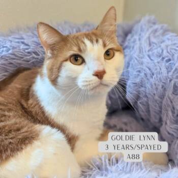 Goldie Lynn -  Domestic Short Hair Cat for Adoption - Goldie Lynn | PetCurious